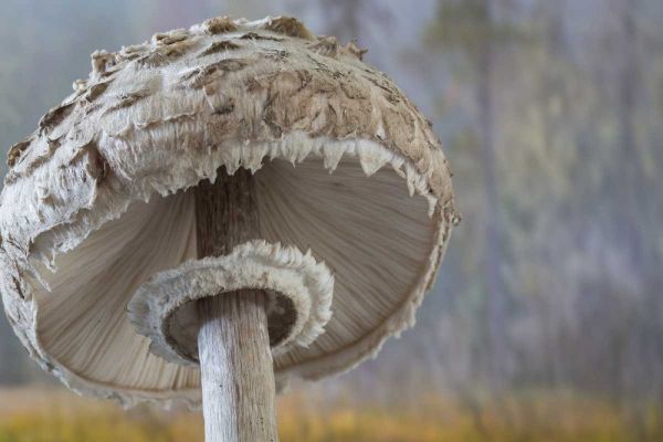 Washington, Seabeck Shaggy parasol mushroom
